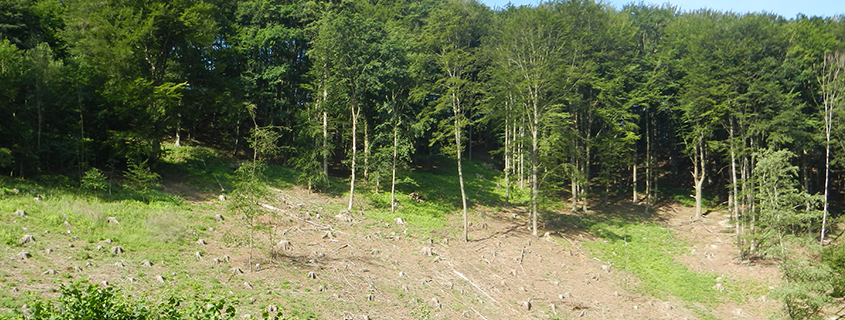 Klar! Region Horn Pernegger Wald